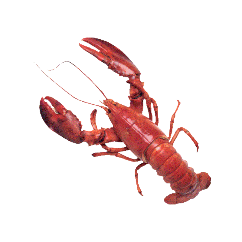 [GLN014] HOMARD CANADIEN 300G GLN