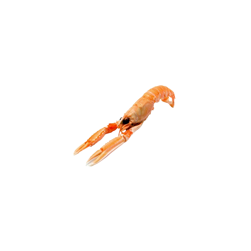 [GLN209] LANGOUSTINES ENTIERES SEMI IQF