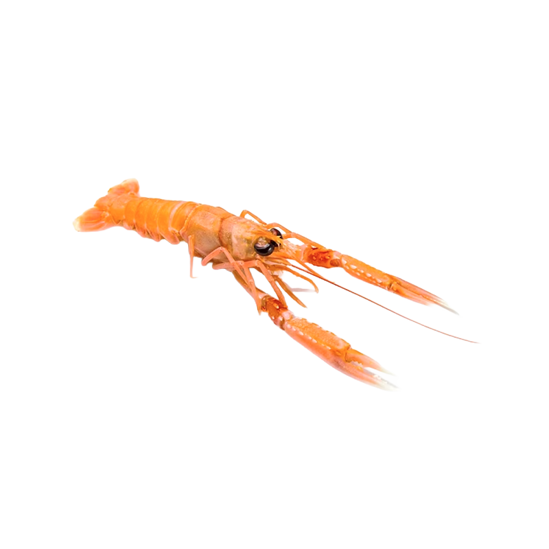 [SFC033] LANGOUSTINES 17/20 6x1KG